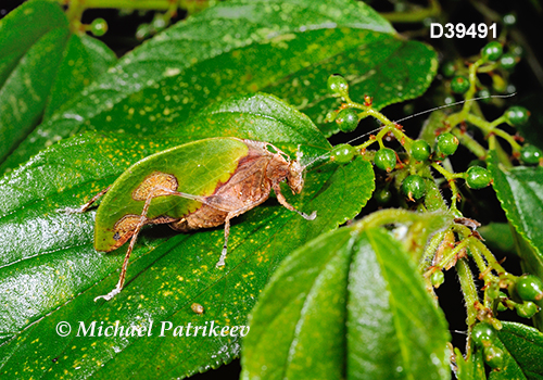 Deadleaf Katydid (Pycnopalpa bicordata)